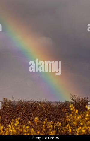 Regenbogenbögen über Herbststräuchern im Thingvellir-Nationalpark bei wechselndem Wetter Stockfoto