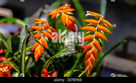 Nahaufnahme von leuchtenden orangefarbenen und gelben tropischen Blumen, die drinnen blühen. Stockfoto
