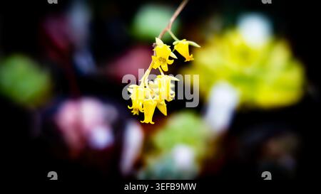 Makroaufnahme von zarten, hellgelben, saftigen Blüten, die vor dunklem Hintergrund blühen. Stockfoto
