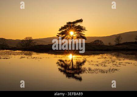 Einsamer Baum bei Sonnenuntergang auf Kelly Hall Tarn, reflektiert auf stillen Wasser im Lake District National Park, Cumbria Stockfoto