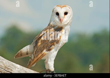 Schleiereule (Tyto Alba), Lone Pine Koala Sanctuary, Brisbane, Queensland, Australien Stockfoto