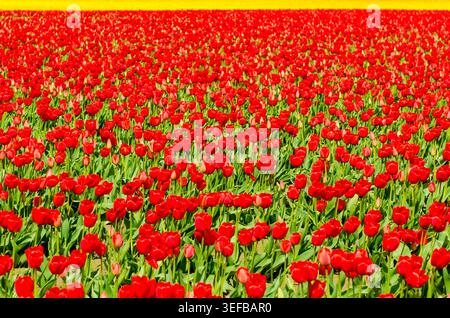 Leuchtend rote Tulpen blühen während der Frühlingssaison auf dem Skagit Valley Tulip Festival in Mount Vernon, Washington Stockfoto