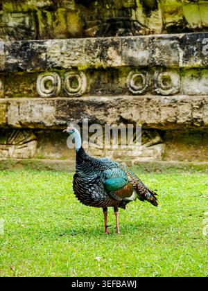 Ocellated truthahn im Tikal Nationalpark, eine einzigartige Vogelart in Guatemalas üppiger Umgebung Stockfoto