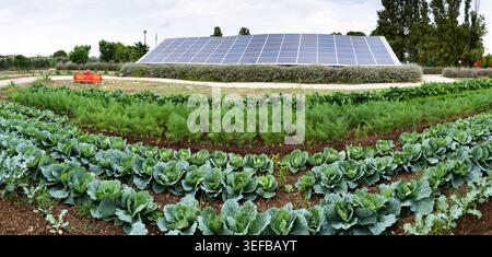 Gemüse wächst in Reihen auf einem ökologischen Landwirtschaftsbetrieb mit Solarpaneelen im Hintergrund, die nachhaltige landwirtschaftliche Praktiken in Italien zeigen Stockfoto
