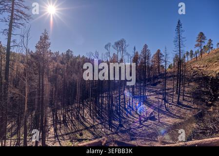 Verwüstete Wälder am Grand Canyon North Rim Arizona nach dem Dragon Bravo Wildfire im Jahr 2025, die die Umwelt und die Tierwelt beeinflussten Stockfoto