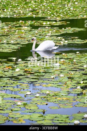 Swan schwimmt an einem sonnigen Tag in Pembrokeshire, Wales, durch Seerosen im ruhigen Teich Stockfoto
