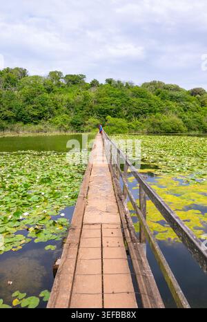 Spaziergänger genießen einen Spaziergang auf der versunkenen Brücke über blühenden Seerosen in Bosherston Lily Ponds in Pembrokeshire, Wales Stockfoto