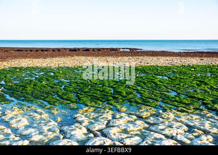Bunte Gezeitenbecken und grüne, mit Algen bedeckte Felsen bei Ebbe unter Klippen in der Normandie Frankreich Stockfoto