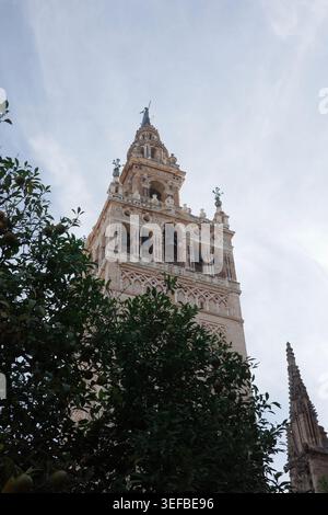 Giralda-Glockenturm der Kathedrale von Sevilla, eingerahmt von Orangenbäumen im Patio de los Naranjos unter bedecktem Himmel, Andalusien, Spanien. Stockfoto