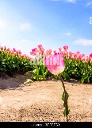 Einsame rosa Tulpe mit verschwommenem Tulpenfeld und blauem Himmel im Hintergrund Stockfoto