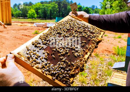 Der Imker überprüft den Rahmen, der mit Bienen bedeckt ist, während er an einem warmen Sommertag in einem Bienenhaus arbeitet. Stockfoto
