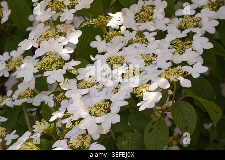 Gelderrose Viburnum opulus, Ringe mit flachen weißen Blütenblättern um gelbe Mitte Mini Blumenköpfe Laubstrauch oder kleiner Baum im späten Frühjahr UK Stockfoto