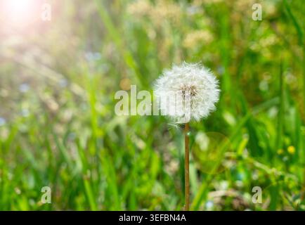 Traumhafte Löwenzahn-Samenköpfe mit sanftem Sonnenlicht auf einer hellgrünen Frühlingswiese Stockfoto