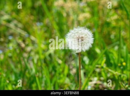 Löwenzahnsamen Kopf in grüner Wiese mit verschwommenem Naturhintergrund Stockfoto