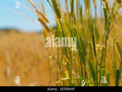 Nahaufnahme grüner und goldener Weizenohren auf einem hellen sonnendurchfluteten Feld, Frühjahrslandwirtschaft und Erntekonzept Stockfoto
