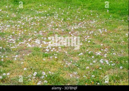 Feld bedeckt mit flauschigen Löwenzahn-Samenköpfen, bereit, sich im Wind zu zerstreuen Stockfoto