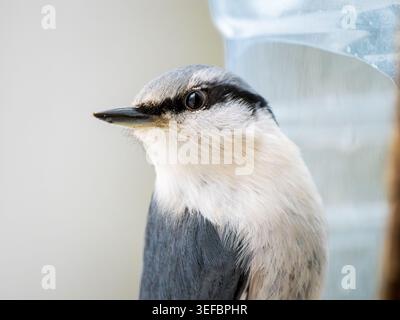 Nahaufnahme des wunderschönen eurasischen Nackthals, der im Winter auf Vogelfutterhäuschen thront. Sitta europaea Detailaufnahme mit klarem Augenkontakt, weichem Bokeh-Hintergrund. Tierwelt, Ornithologie, Naturschutz Stockfoto