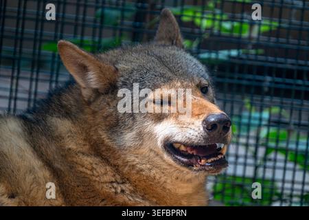 Peking, China - 13. Mai 2026: Nahaufnahme eines grauen Wolfs in einem Gehege im Pekinger Zoo Stockfoto