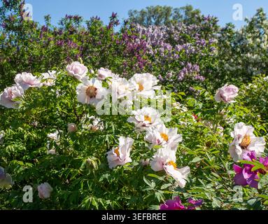 Blühende Weiße Baum Pfingstrosen Buschgarten rosa Blumen Natur Stockfoto