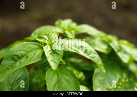 Grüne Basilikumpflanze, die im Sommergarten im Freien wächst. Frisches aromatisches Kochkraut mit naturbelassenem Bioanbau. Stockfoto