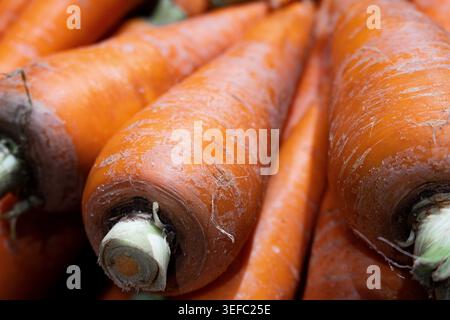 Frische, leuchtend orange Karotten mit grünen Stielen. Die Nahansicht zeigt natürliche Textur und Bodenstaub. Ideal für Lebensmittel, Ernährung oder Farm-re Stockfoto