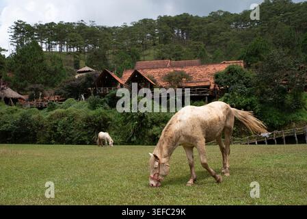 Weißes Pferd weidet auf üppig grünen Feldern. Bäume und rustikale Holzhäuser im Hintergrund. Die Szene fühlt sich friedlich und ländlich an. Ideal für Natur, Reisen oder weit Stockfoto