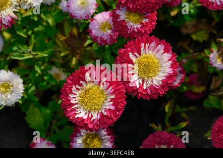 Eine Nahansicht einer Asterblume der Sorte „Dark Red“ Stockfoto