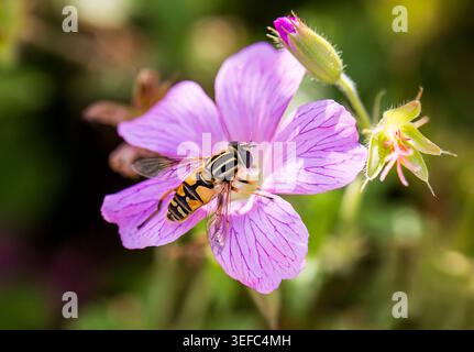 Hoverfly sammelt Nektar auf einer rosafarbenen Kranschnabelgeranie, erfasst in zartem Morgenlicht mit lebendigen Details. Stockfoto