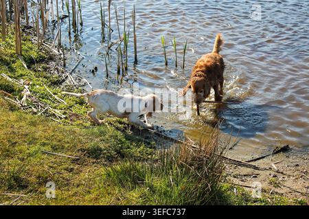 Nasser brauner Hund mit Schilfstiel erwacht Aufmerksamkeit des vorsichtigen Welpen in der Nähe des Teichs Stockfoto