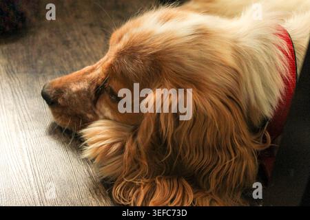 Weißer englischer Cocker Spaniel mit braunen Flecken, die auf dem Boden schlafen Stockfoto