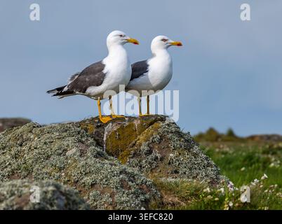 Zwei Möwen mit schwarzem Rücken (Larus fuscus), Naturschutzgebiet Isle of May, Schottland, Vereinigtes Königreich Stockfoto