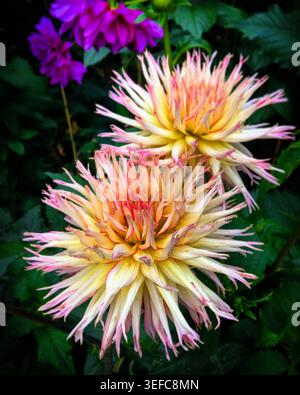 Zwei rosa und gelbe Kaktusdahlien blühen im Flower Dome, Singapur, Februar 2019 Stockfoto