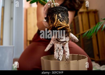 Hände in schmutzigen Handschuhen, die einen wurzelgebundenen Zamioculcas halten, bevor sie umtopfen Stockfoto