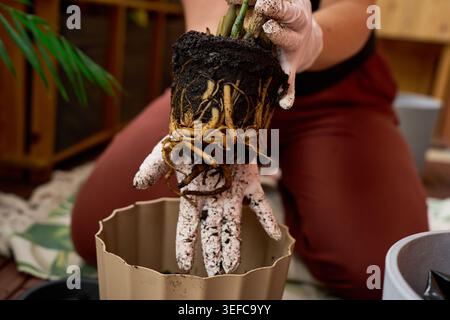 Nahaufnahme dicker Zamioculcas-Wurzeln, die von den Händen in schmutzigen Handschuhen gehalten werden Stockfoto