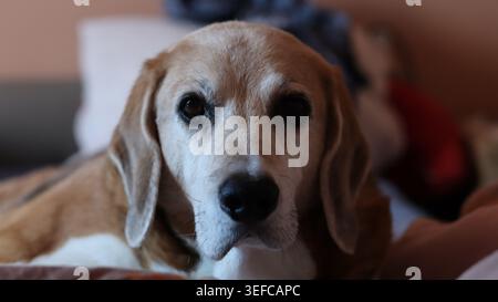 Nahaufnahme eines niedlichen dreifarbigen Beagle-Hundes, der drinnen direkt auf die Kamera blickt. Stockfoto