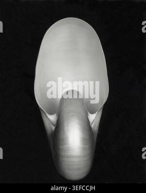 Edward Weston (1886–1958) war ein Pionier der modernistischen Bewegung in der Fotografie, und dieses Bild gilt als Meisterwerk dieser Ära - nautilus Shell - 1927 - Weston isolierte eine einzelne nautilus-Schale vor einem massiven schwarzen Hintergrund, wobei verfügbares Licht verwendet wurde, um eine Studie von Kurven, Schatten und Texturen zu erstellen - die Fotografie ist ein Gelatinedruck und wird für ihre abstrakte Qualität gefeiert, wobei der Fokus auf Form und Tonalität anstatt auf Darstellung liegt. Stockfoto