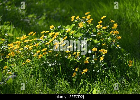Leuchtend gelbe Frühlingsblumen von Caltha palustris, bekannt als Sumpfmarigold oder Königsköpfe UK April Stockfoto