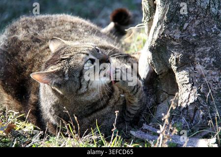 Häusliche Tabbykatze, die ihre Pfoten im Garten pflegt. Eine detaillierte Action-Aufnahme einer häuslichen Tabbykatze, die ihre Pfote mit der Zunge reinigt, während sie auf dem liegt Stockfoto