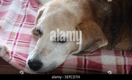 Nahaufnahme eines ruhigen und sanften Beagle-Hundes, der seinen Kopf friedlich auf einer roten karierten Decke bei hellem Tageslicht auflegt. Stockfoto