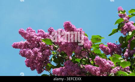 Duftende Flieder platzen in leuchtenden violetten Tönen vor klarem Himmel hervor. Stockfoto