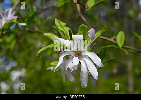 Blassrosa Frühlingsblumen von Magnolia x loebneri 'Leonard Messel' UK Garden April Stockfoto