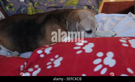 Süßer Trikolore Beagle-Hund, der sich auf einer gemütlichen roten Decke mit Pfotenabdrücken im Haus liegend und ruht. Stockfoto