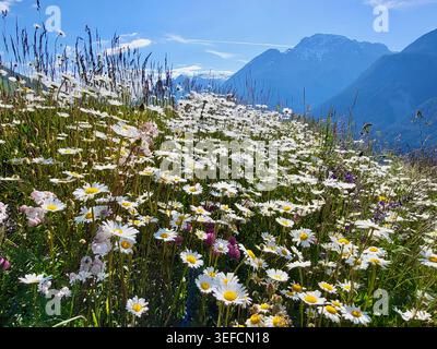 Alpenfrühling mit wilden Daisies und Berggipfeln in hellem Sonnenschein, Engadin, Schweizer Alpen Stockfoto