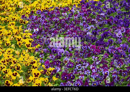 Farbenfrohes Stiefmütterchen-Blumenbeet mit blühenden gelben und violetten Blüten in einem Garten. Lebendiger floraler Hintergrund für das Naturkonzept der Frühlingssaison. Botanik und Landschaftsgestaltung im Freien. Stockfoto