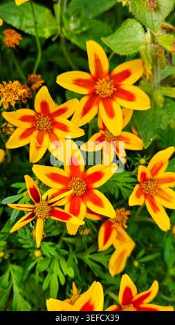 Vertikale Aufnahme von Bidens leuchtend orange-rot und leuchtend gelben Blütenblättern. Weiche, diffuse Beleuchtung verbessert die florale Textur. Hintergrund von üppig grünem Laub Stockfoto