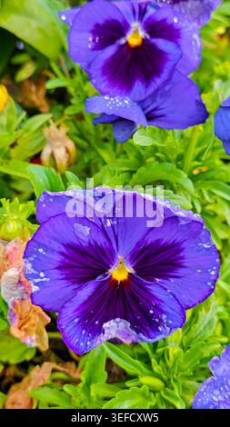 Nahaufnahme zeigt Stiefmütterchen. Visuelle Textur von Wassertröpfchen. Sattes Violett steht im Kontrast zu grünen Blättern. Kann Wachstum, Frische, Natur oder darstellen Stockfoto