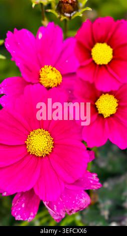 Macro Shot zeigt leuchtende magentafarbene Kosmos-Blüten vor verschwommenem Grün. Die weiche, diffuse Beleuchtung unterstreicht die Blütenstruktur und ist für sie geeignet Stockfoto