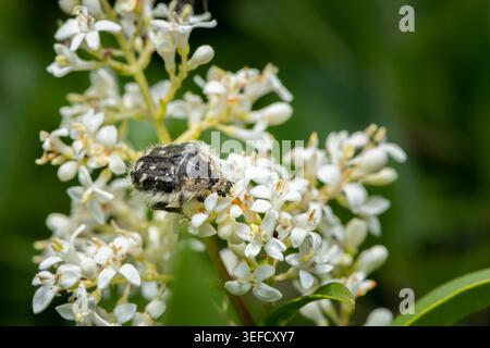 Ein schwarz weiß melierter Scheuerkäfer Oxythyrea funesta ernährt sich im Sommer von den kleinen weißen Blüten eines wilden Ligustrum vulgare. Stockfoto
