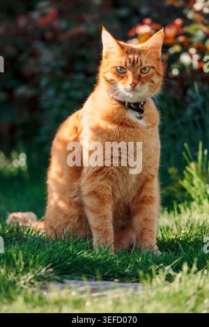 Ginger flauschige Katze im Garten Sonnenlicht, Haustierporträt draußen. Stockfoto