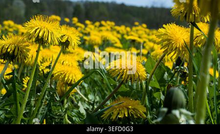 Taraxacum officinale Wiese in voller Blüte — dichte Löwenzahnfeld Frühling Natur Nahaufnahme Stockfoto